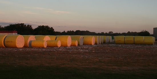 Crop Progress Notes for U.S. Cotton – October 21