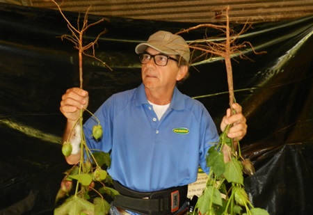 Nematode Research on the Rise