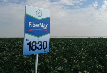 Strong Brands, Proven Technologies Lead Stoneville and FiberMax Into 2015