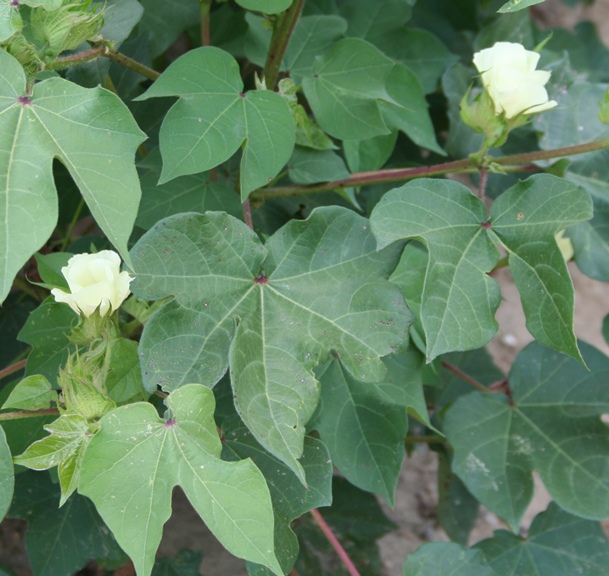 USDA to Update Texas Cotton Acres Info