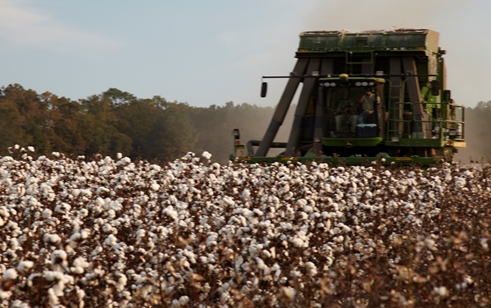 Deltapine Announces Class of 15 Cotton Varieties