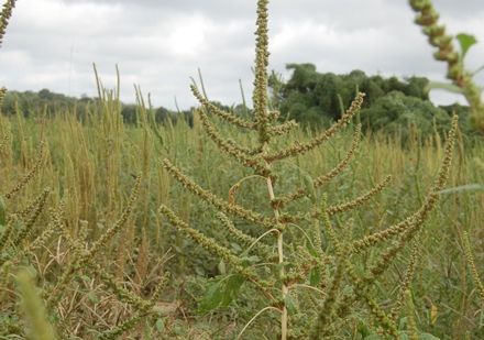 Required Training for Auxin Herbicides in Arkansas Now Online