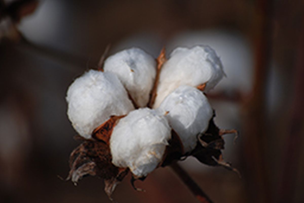 Inflation Can Be Bullish for Cotton Prices…For Now
