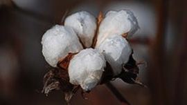 Dr. Michael Gore Receives 2022 Cotton Genetics Research Award
