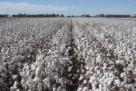 More than One Million Bales for BCI USA in 2017