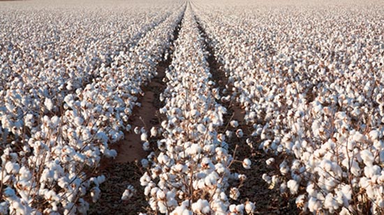 Cotton Highlights from November WASDE Report