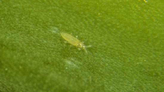 New Online Tool Aids in Thrips Management Decisions