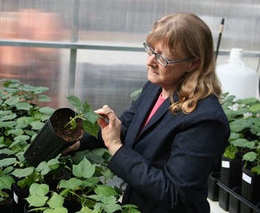 Defensive Specialist Helps Blunt Impact of Cotton Leaf Curl Virus