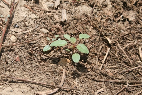 BASF Adds Engenia Spray Tool to Aid Applications