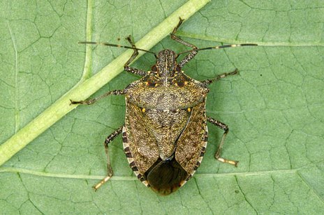 Georgia Scientists Seek Public’s Help in Tracking New Stink Bug