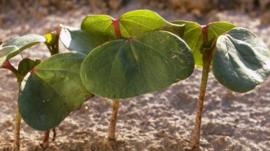 USDA Prospective Plantings Report Holding at 12 Million Cotton Acres