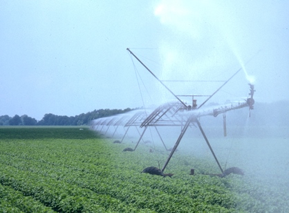 When’s the Best Time to Terminate Cotton Irrigation?