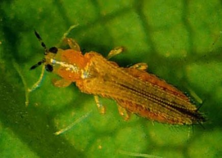 Thrips Continue to Drive Seed Treatment Use