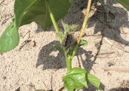 NC State: Managing Plant Bugs in Cotton Presquare