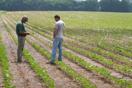 Holding Their Ground Against Pigweed