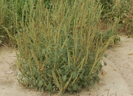 Monsanto “Troubled” by Arkansas Dicamba Decision