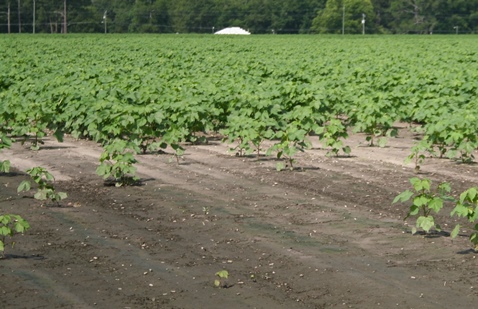 Mother Nature Now Controls the Market