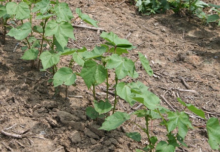 Cotton Highlights from May WASDE Report
