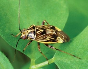 Plant Bug Web 2