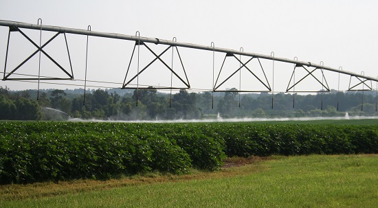 Georgia Cotton Producers Look to Rebound from 2017