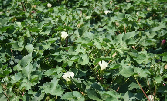 Cotton Inc., NFWF Funding Cotton Sustainability & Quail Population Recovery Project