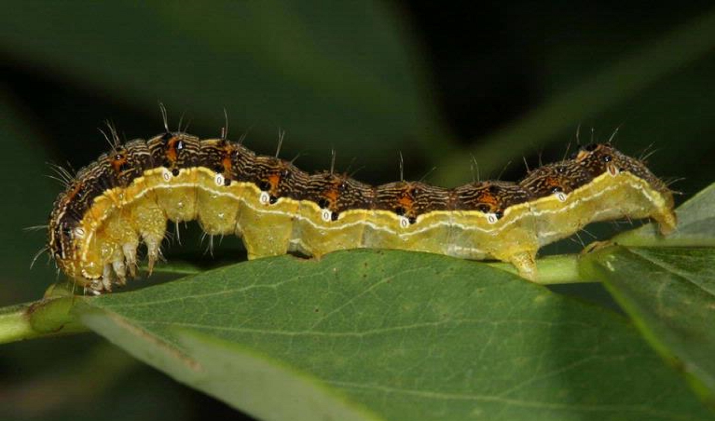 Wake-Up Call for Old World Bollworm