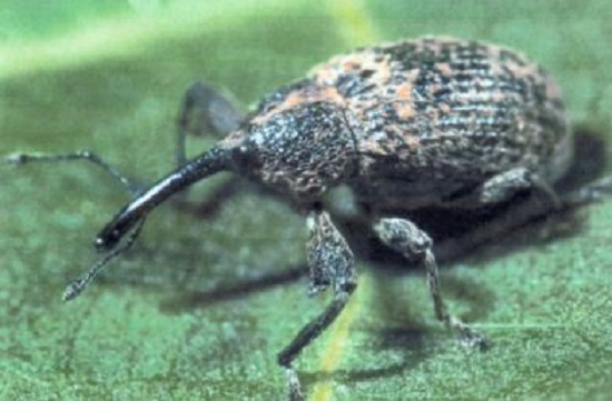 Arkansas Now Debt-Free for Boll Weevil Eradication