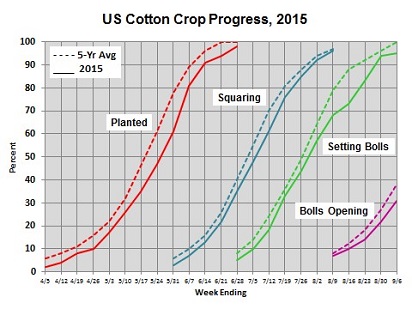 Shurley on Cotton: September Numbers Unlikely to Move Needle