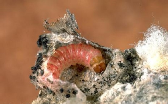 Pink Bollworm Driving India Cotton Estimates Down
