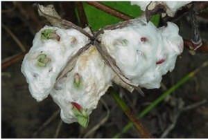 Seed-sprouting Web