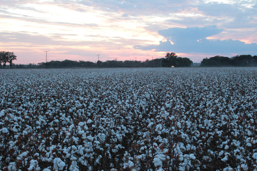 Corteva Adds Three New PhytoGen Variety Offerings for 2027