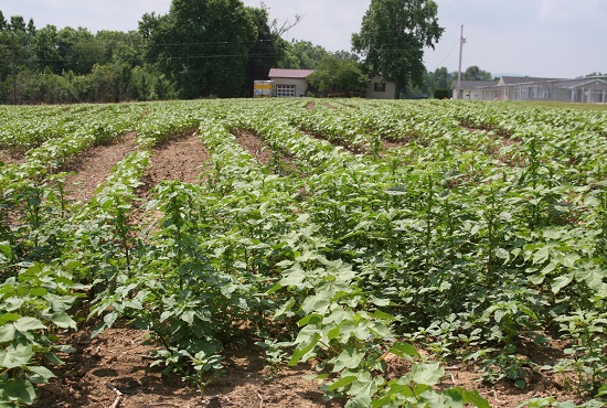 Online Auxin Herbicide Training in MS Begins February 13