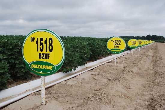 Deltapine Announces Class of 16 Varieties