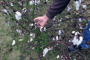 SC Cotton Growers Look to Rebound from 2015 Flood