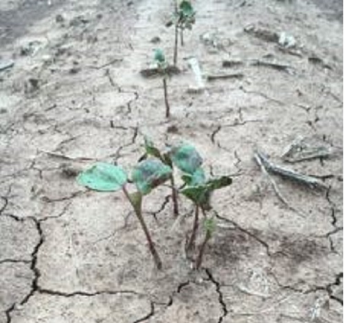 Crop Progress: Cotton Planting Now Reported from Coast to Coast