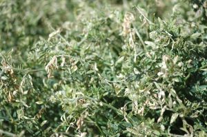 TX Cover Crop July2106 Web