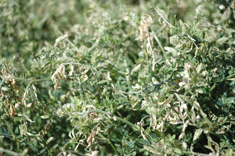 First in Series of Cover Crop Fact Sheets Now Online