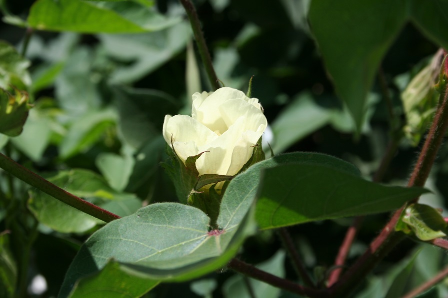 Cotton Highlights from August WASDE Report