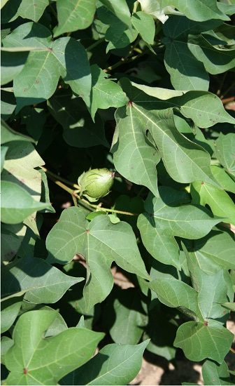 Biopesticide Option for Bollworm, Budworm Control