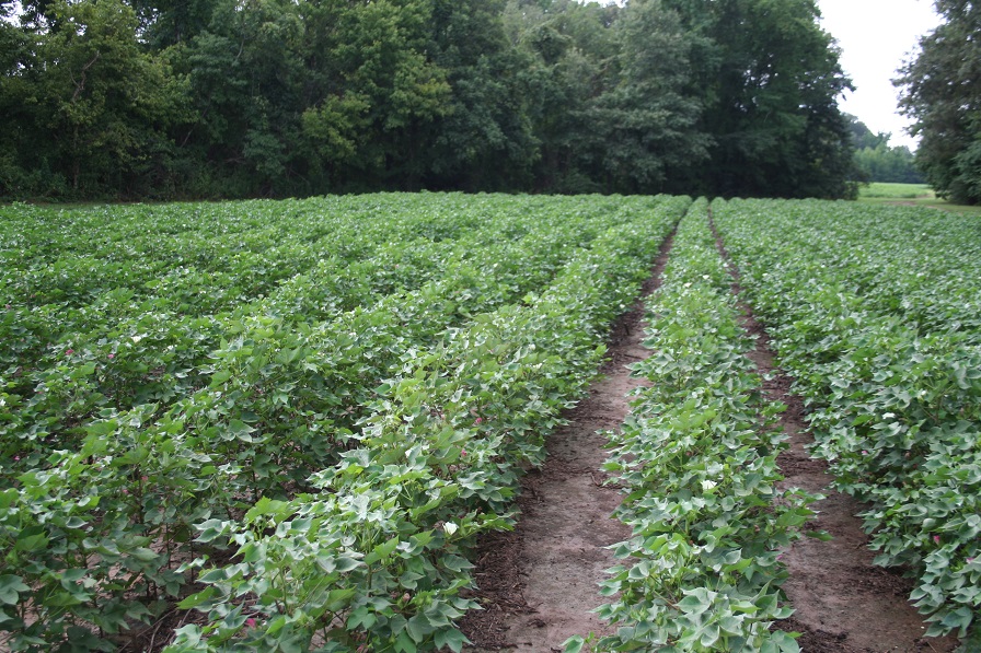 Miller Named Cotton Board Mid-South RCM