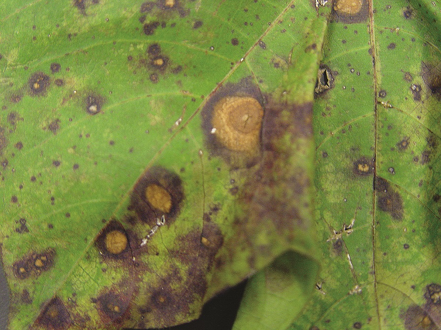 Webcast Focuses on Foliar Diseases in Cotton