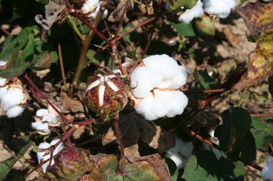 Strong Exports Helping Drive Higher Cotton Prices