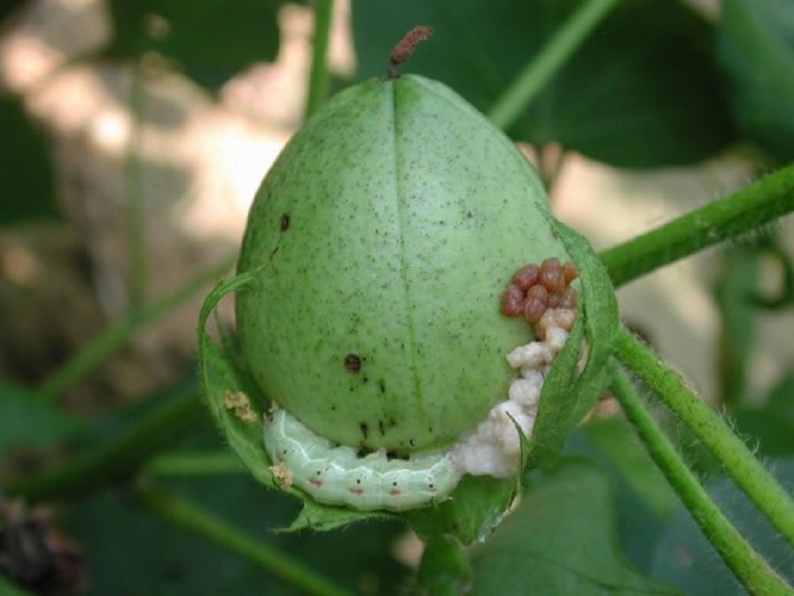 Insect Control Guidebook Helps Direct Profitable Insect Control
