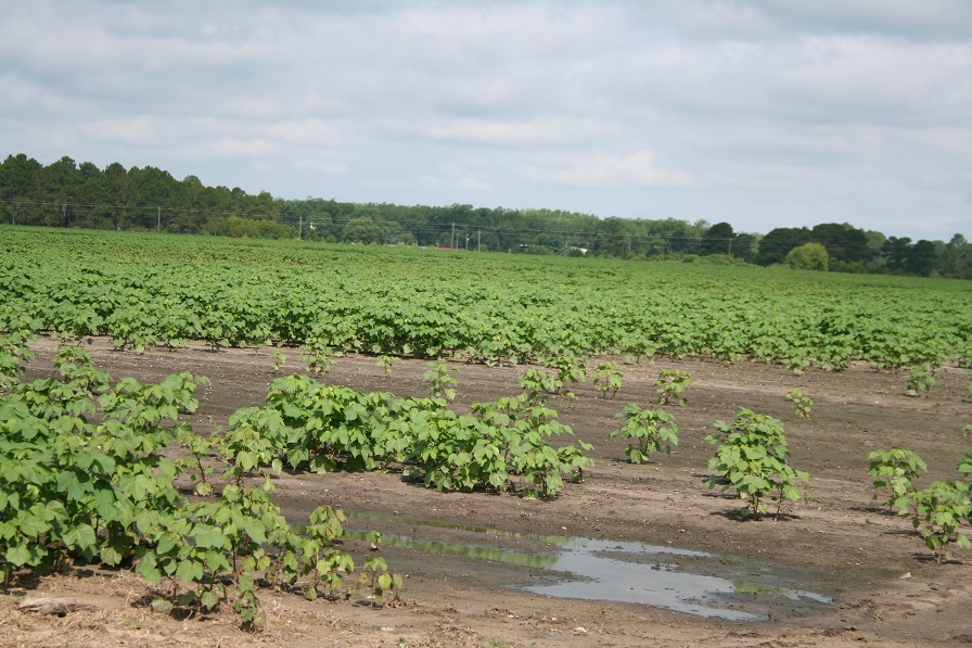 El Niño Weather Patterns to Bring Wetter Conditions to Texas