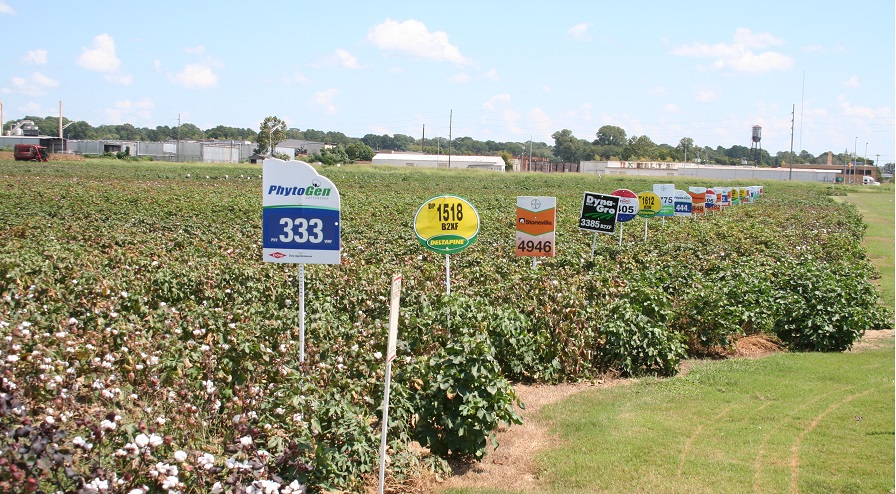 Online Resources: State Cotton Variety Trial Results for 2018