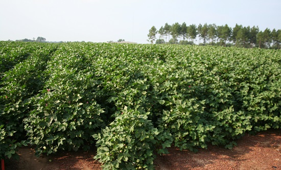2017 Looks Like a Good Year for SC Cotton Growers