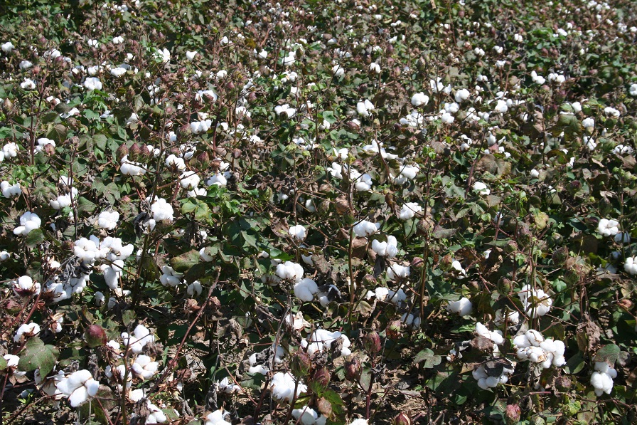 USDA: No Marketing Quota, Acreage Allotments for Cotton in 2019