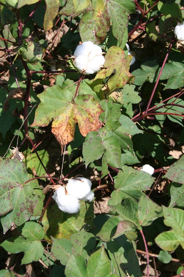 Shurley on Cotton: Market Unhappy with September Estimates