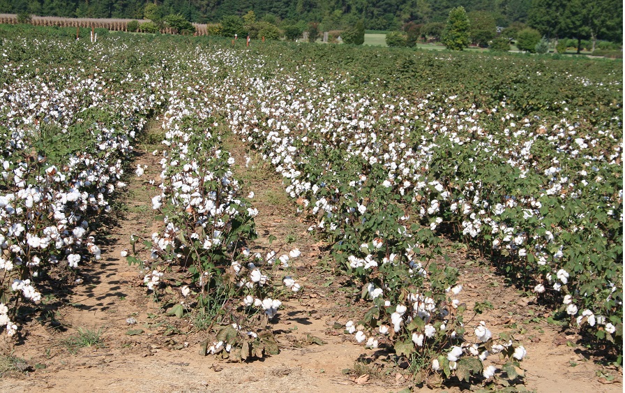 Cotton Market Facing Price Pressure