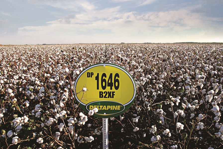 DP 1646 B2XF Delivering Top-End Results at Harvest